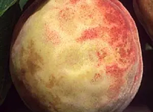 Meruňka s hnědými skvrnami na povrchu plodu visící na větvi.