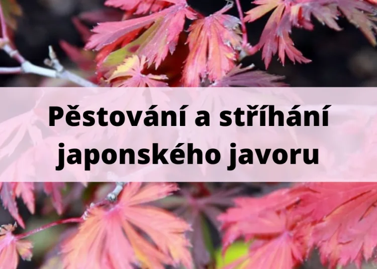 Rozkvetlé listy japonského javoru na podzimním pozadí.