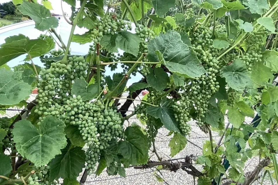 Zelené hrozny na vinném keři před dozráním