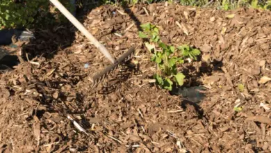 Rozkládání organického mulče kolem mladého rybízu zahradním nástrojem.