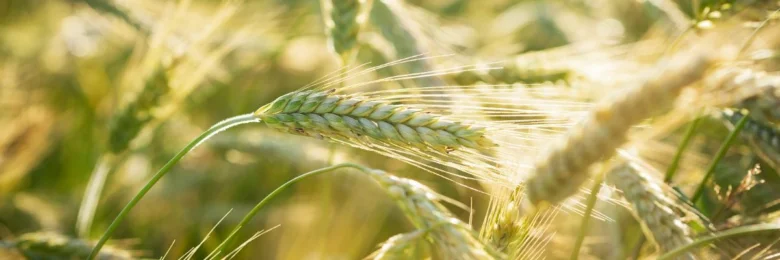Wheat and rye hybrid ear