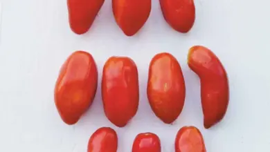 Červená rajčata odrůdy San Marzano na bílém pozadí.