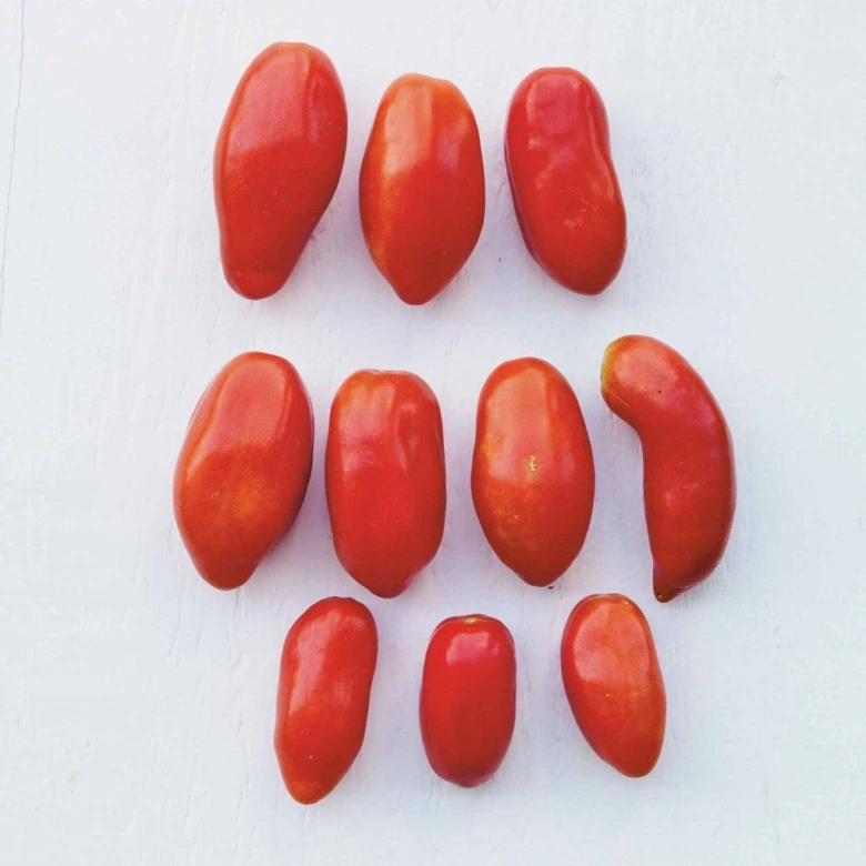 Červená rajčata odrůdy San Marzano na bílém pozadí.