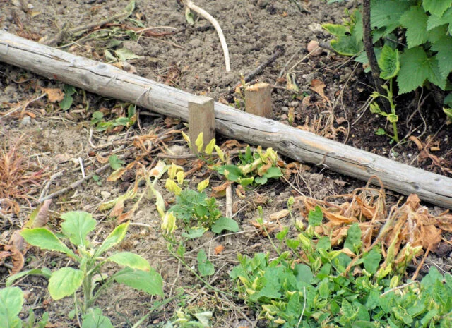 Země s usychajícími malinami vedle dřevěného trámu.