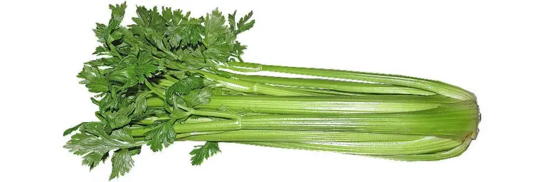 Celery stalk with leaves