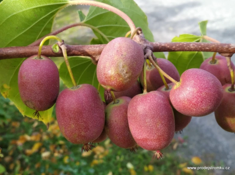 Zralé červené kiwi visící na vinném lodyze mezi listy.