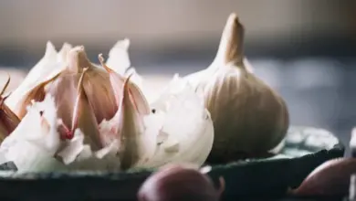 Česnek v misce, příprava na pěstování s superfosfátem.