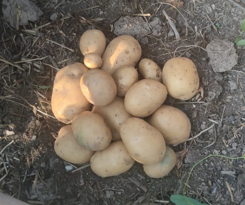 Soubor brambor vykopaných ze země po sklizni v zahradě.