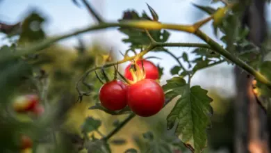 Tři červená rajčata rostou na keříku v zahradě.