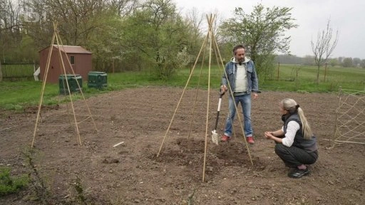 Dva lidé staví podpěry pro okurky na otevřeném poli.