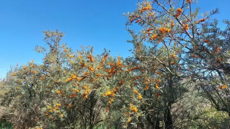 Rakytník plodný s oranžovými bobulemi na větvích pod modrou oblohou.