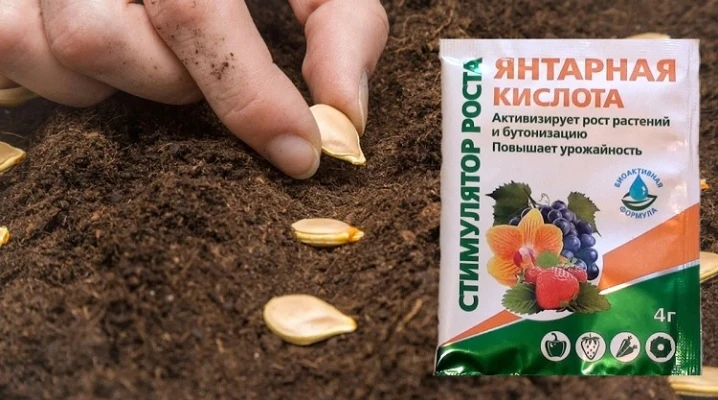 Ruka sází semínko vedle balíčku kyseliny jantarové pro rostliny.