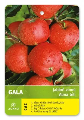 Skupina červených jablek odrůdy Gala visících na stromě.