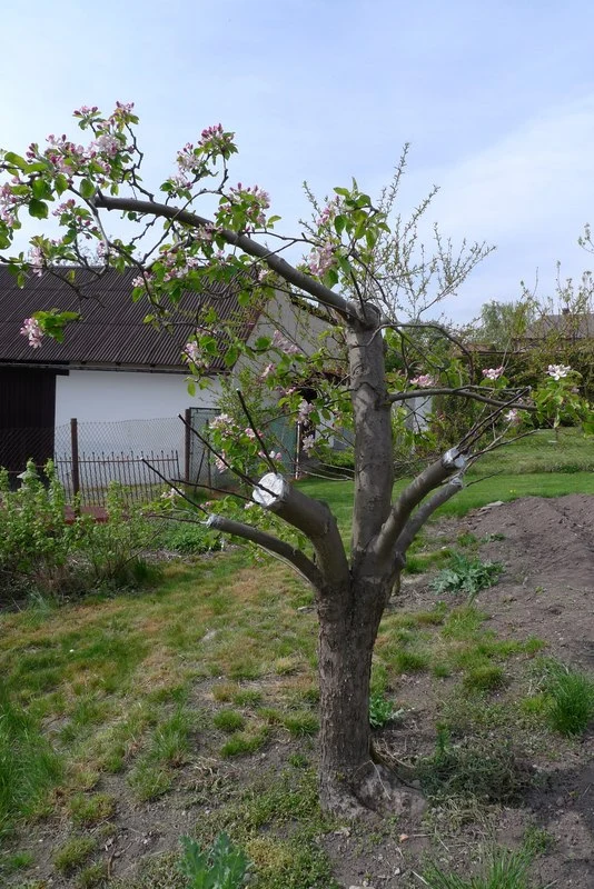 Naroštěná jabloň s květy po úspěšné operaci na jaře.