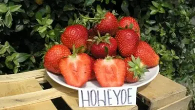 Bílá miska s čerstvými jahodami odrůdy Honeoye před rostlinou.