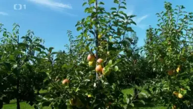 Jablone s plodymi na modré obloze v české zahradě.