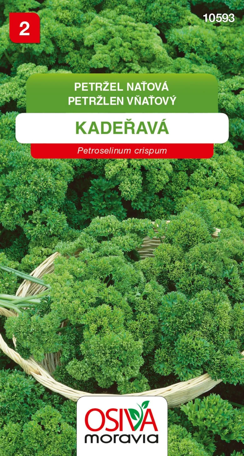 Korba s čerstvou kadeřavou petržele pro výsev semen.