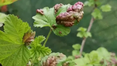 Zdravé listy červeného rybízu napadené hmyzem nebo chorobou.