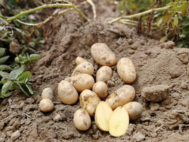 Svěží brambory vyražené z půdy s jednou nakrájenou.