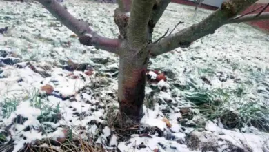 Zčernalý kmen jabloně pokrytý sněhem na pozadí trávy.