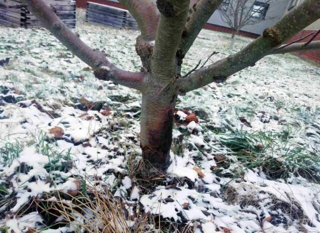 Zčernalý kmen jabloně pokrytý sněhem na pozadí trávy.