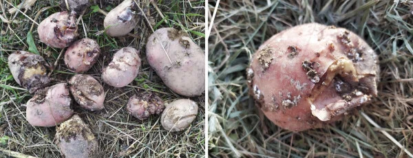 Zhnijelé bramborové hlízy s hnilobou a skvrnami na trávníku