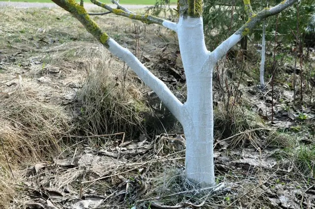 Strom s bílou barvou na kůře pro ochranu před sluncem.