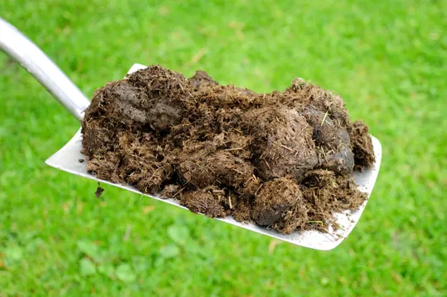 Kozí hnoj na lopatě před zelenou trávou.