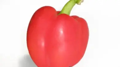 Jedna červená paprika na bílém pozadí pro článek o výživě.