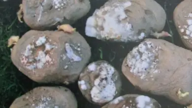 Zhnijelé brambory s plísní a hnilobou na hlízách.