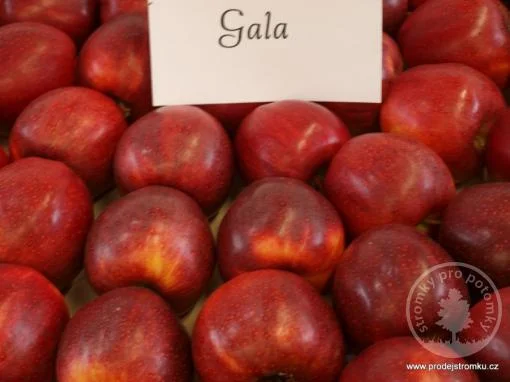 Červená jablka odrůdy Gala v hromadě s nápisem na štítku.