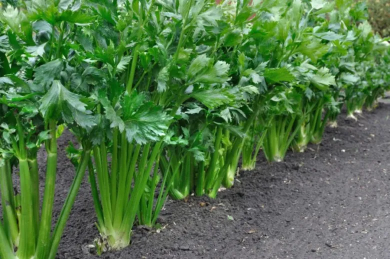 Celery stalks in soil