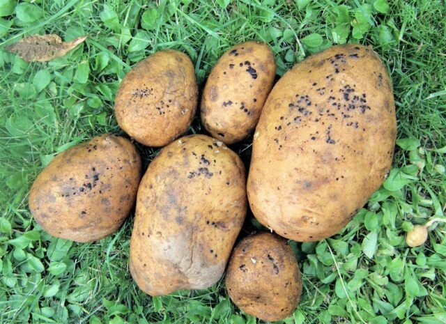 Brambory s povrchovými skvrnami ležící na trávě.