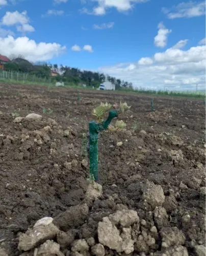 Mladý hroznový řízek po přesazení do připravené půdy s podporou.