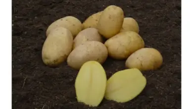 Skupina brambor odrůdy Impala s řezanými kusy na půdě.