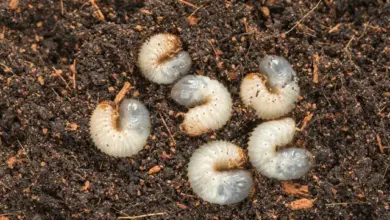 Bílá larva v zahradní půdě.