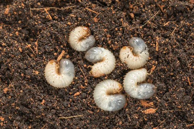 Bílá larva v zahradní půdě.