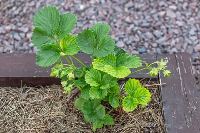 Jahoda s žloutnoucími listy v dřevěném květináči