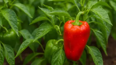 Červená paprika rostoucí na zelené sazenici v zahradě.