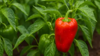 Červená paprika na rostlině bez viditelných poškození listů.