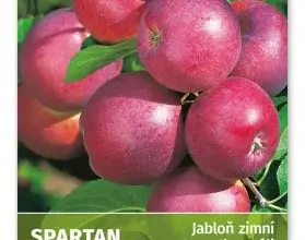 Květnové jablka odrůdy Spartan na stromě s listy.