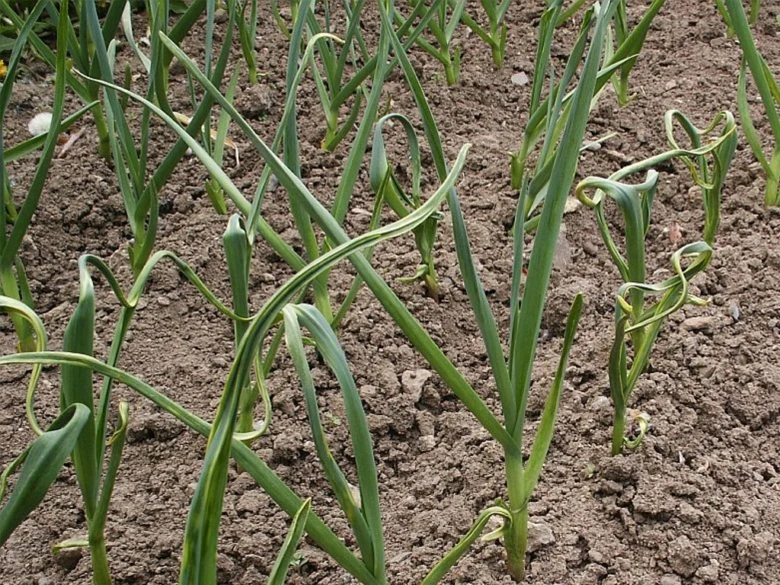 Wilted onion plants