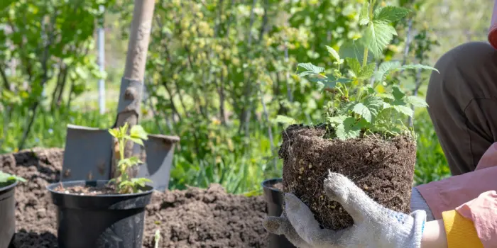 Raspberry seedling in hand