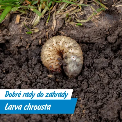 Bílý červ (larva) v zahradní půdě mezi kořeny trávy.