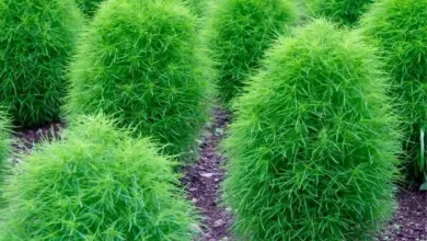Kochia plants in rows
