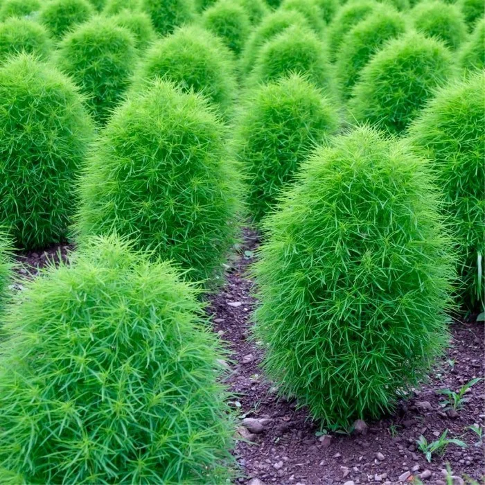 Kochia plants in rows