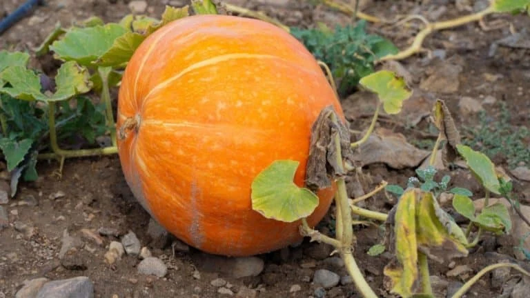 Oranžová dýně s žloutnoucími listy rostoucí na zemi.