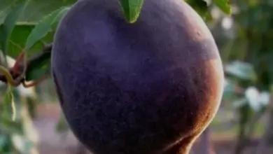 Tmavá meruňka visící na větvi stromu s listy.