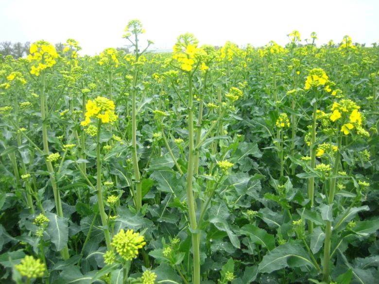 Rapeseed field in bloom