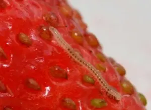 Strawberry with nematode